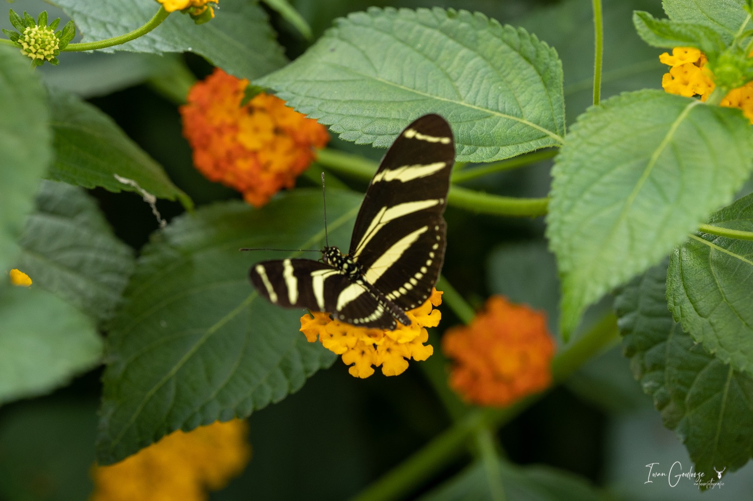  R2A3010 28 mei 2023 1512 13